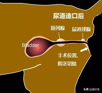 猫膀胱炎吃什么药最见效,猫膀胱炎多喝水能自愈吗