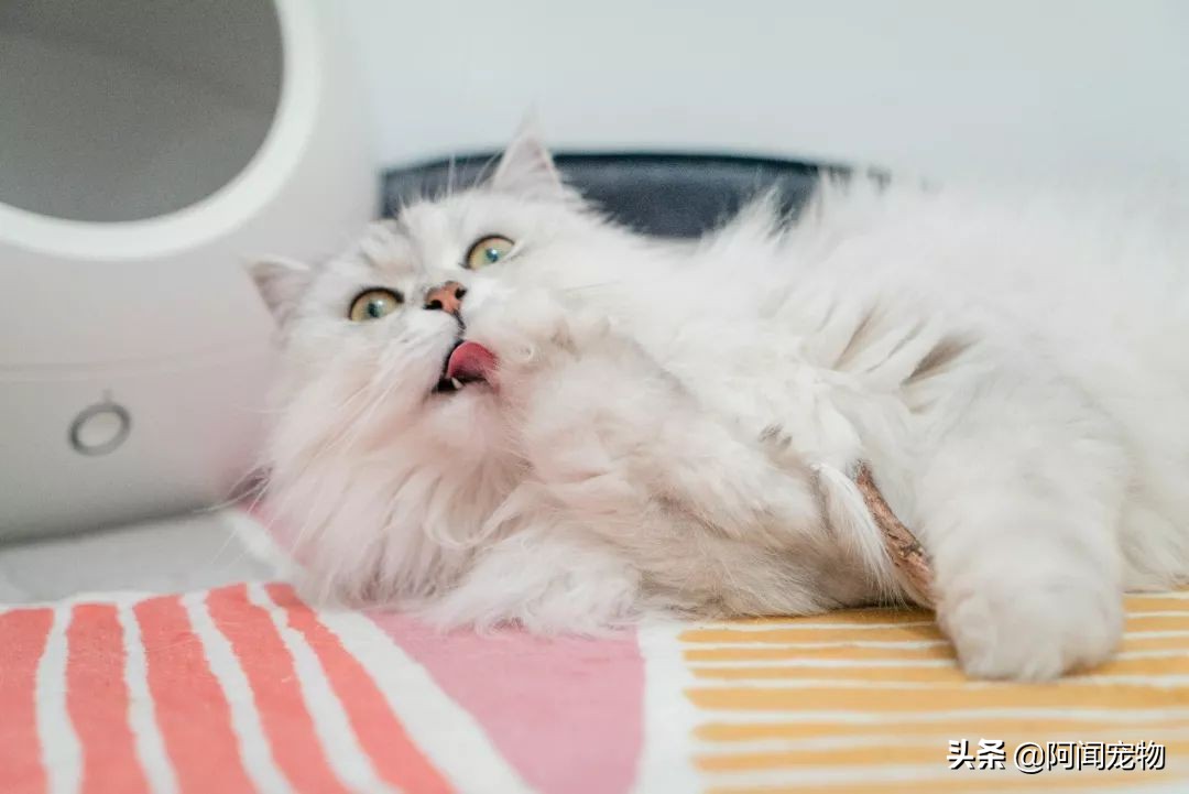 在家给猫咪洗澡要注意什么,在家给猫咪洗澡教程