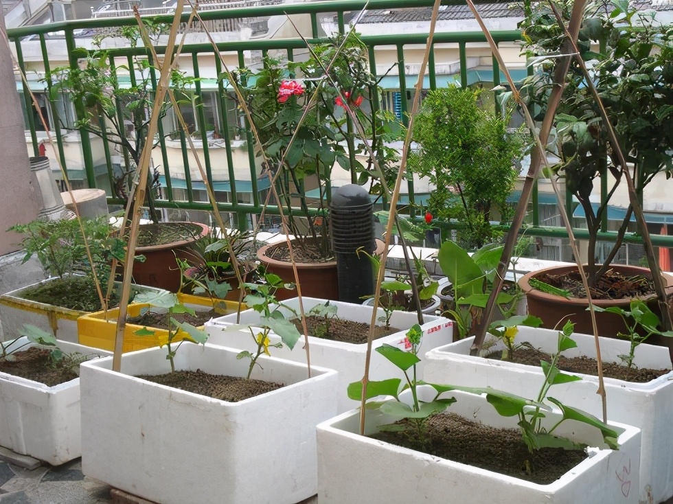 阳台种菜自制营养土最简单方法,营养土阳台种菜方法有哪些