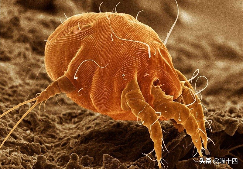 别让宠物医院榨干铲屎官的钱包——小毛病，不求人「外创篇-下」