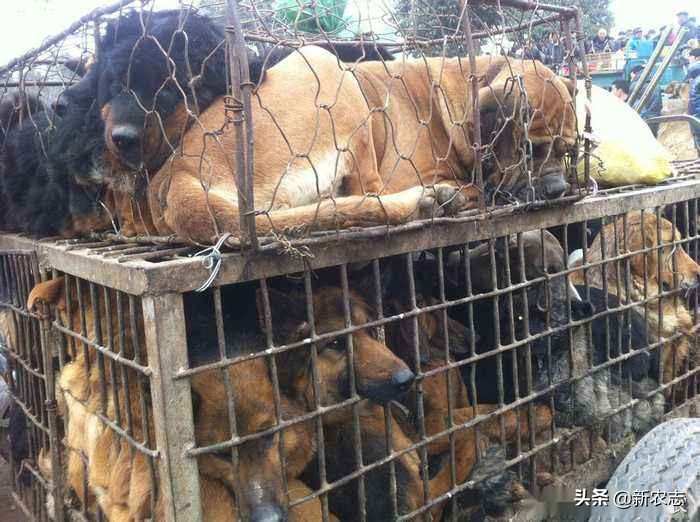 南阳狗市哈士奇多少一只,哈士奇小狗多少钱一只农村