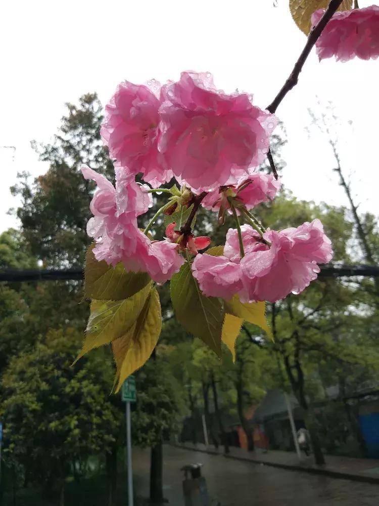 樱花雨飞儿乐队,樱花雨落