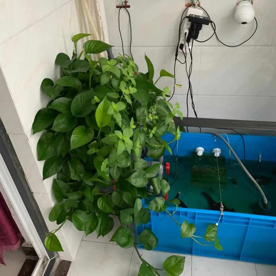 绿萝过冬方法图解大全,绿萝北方过冬妙招