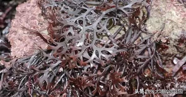 猫咪喂食罐头,罐头中的卡拉胶对人体有害吗