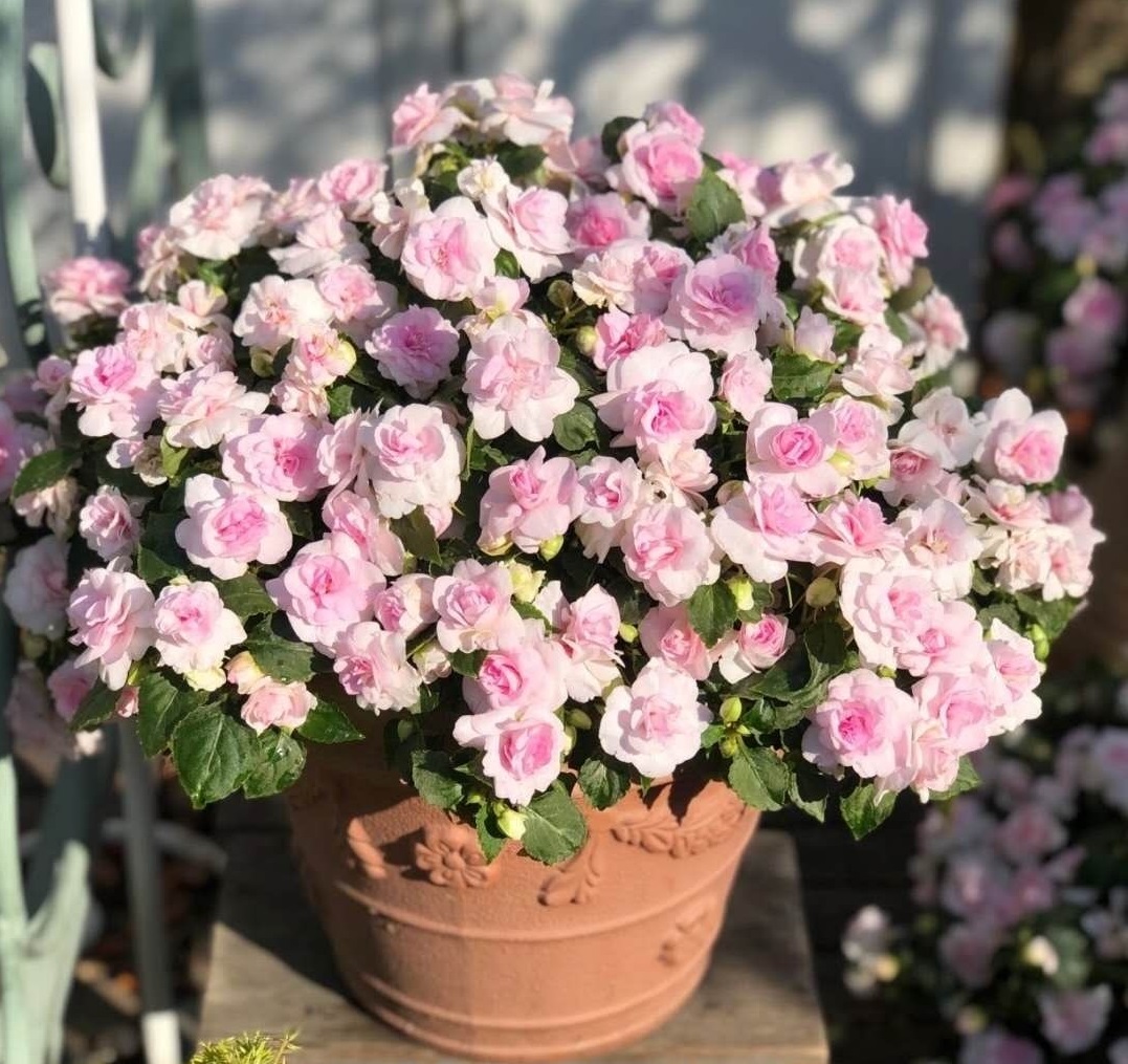 阳台上养几盆花最好,带花香好养的阳台花