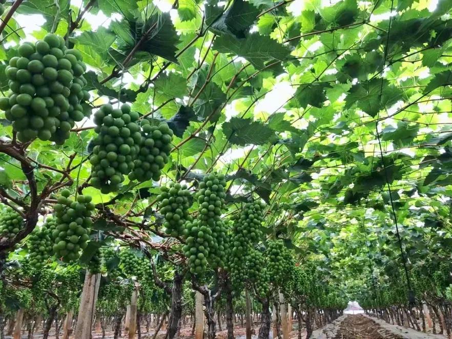 阳光玫瑰葡萄多少年的好,阳光玫瑰葡萄怎么样才是最好的