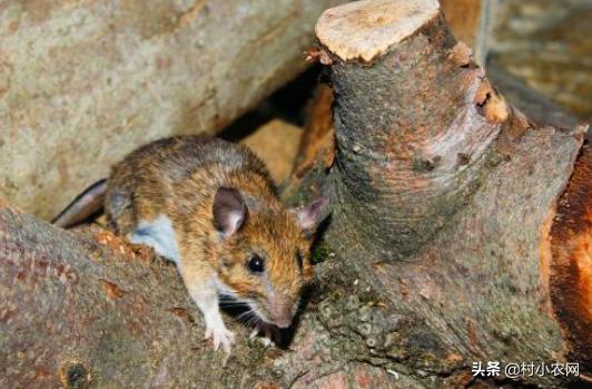 家里有老鼠怎么办老鼠吃什么,老鼠每个地方都有吗