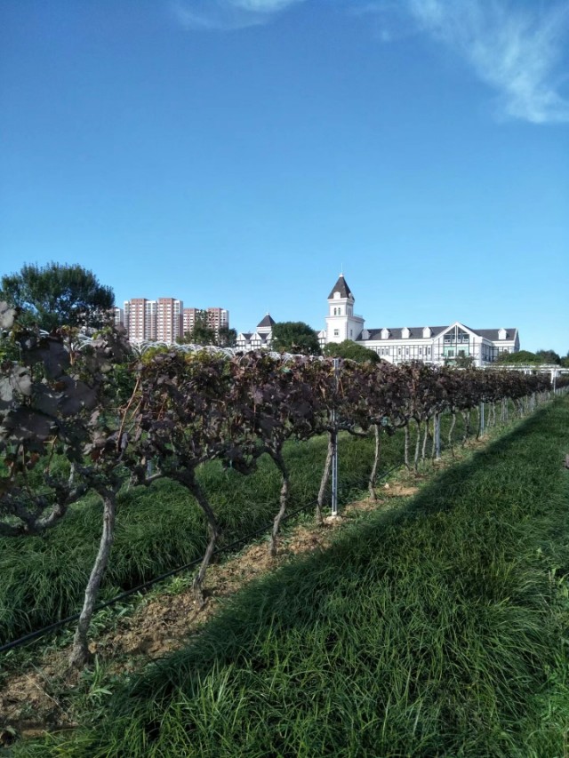 张裕卡斯特景区,张裕卡斯特酒庄游览攻略