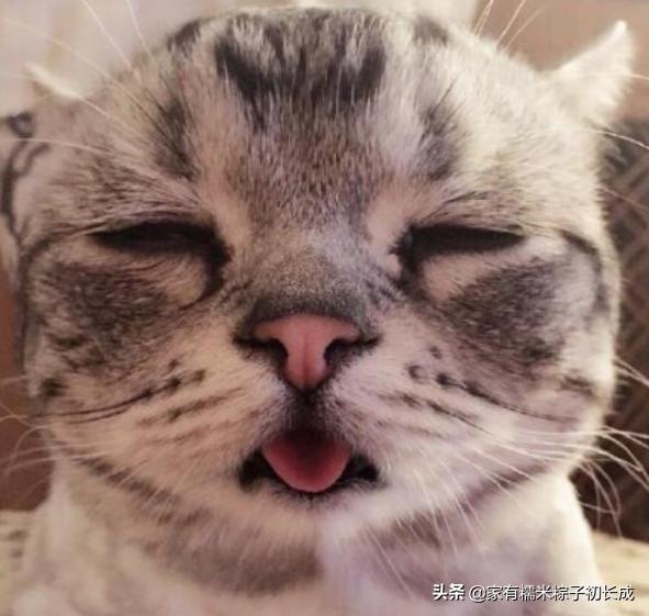 猫咪之间交流不会喵喵叫,猫咪是如何和别的猫说话的