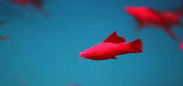 观赏鱼在生病期间需要换水吗,观赏鱼生病给鱼缸放青霉素可以吗