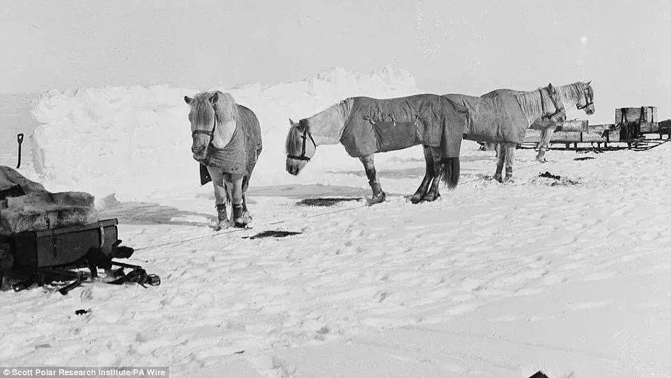 如果要找工作，你家傻狗除了卖萌还能干什么？