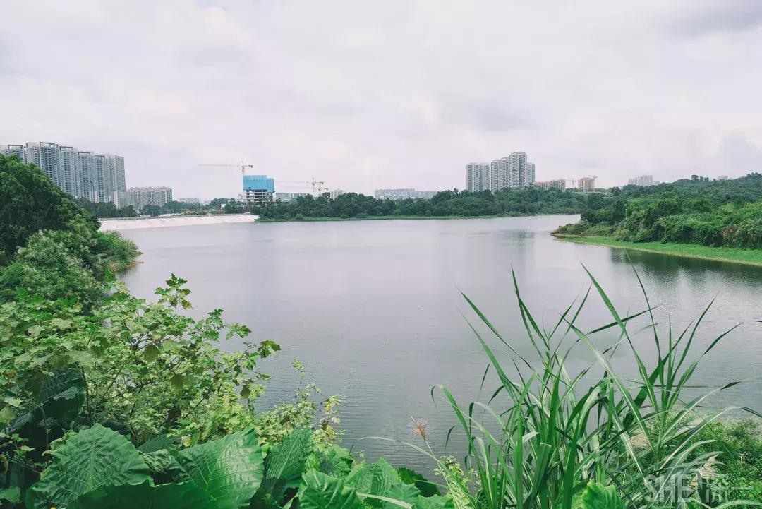 深圳市美美美,深圳最美免费水库