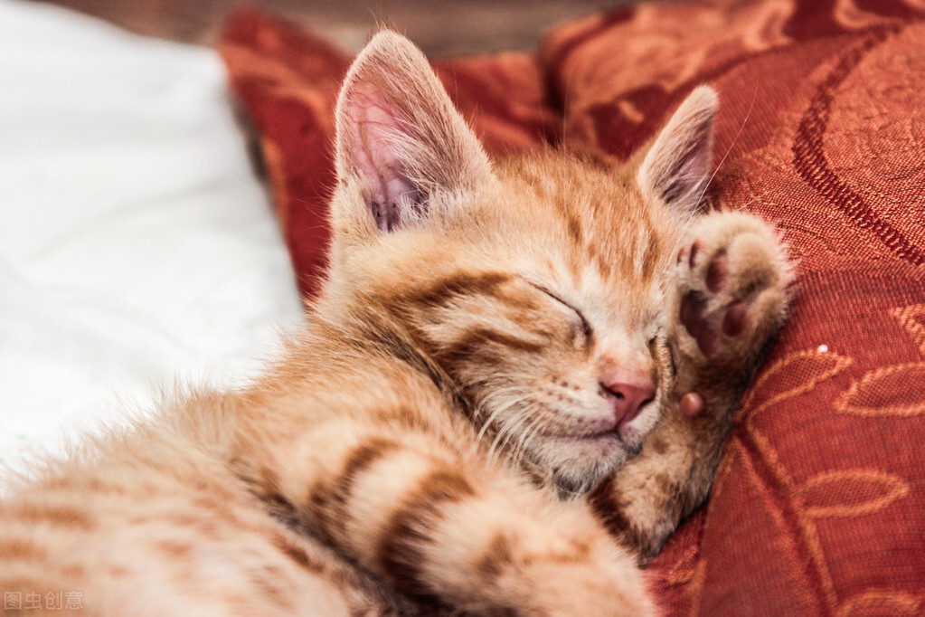 猫咪搞笑日常漫画,一个关于猫的搞笑漫画