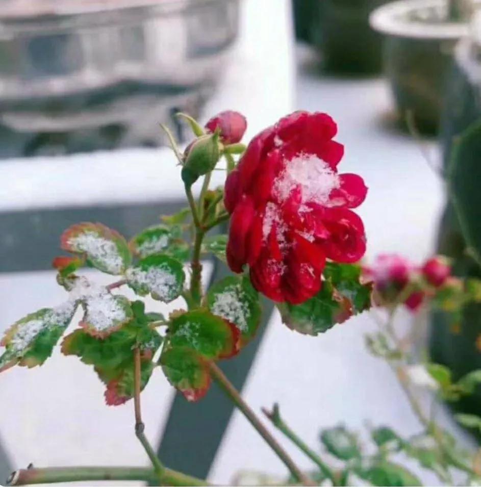 读余秀华的诗经典语录,刚好余秀华