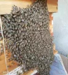 新蜜蜂在巢门结团是什么原因,蜜蜂在巢门结团多久出现分蜂