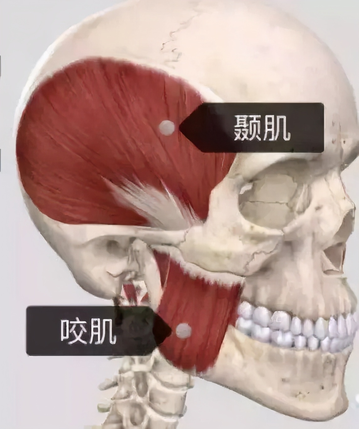 长期单边咀嚼后大小脸怎么恢复,单侧咀嚼大小脸可以恢复吗