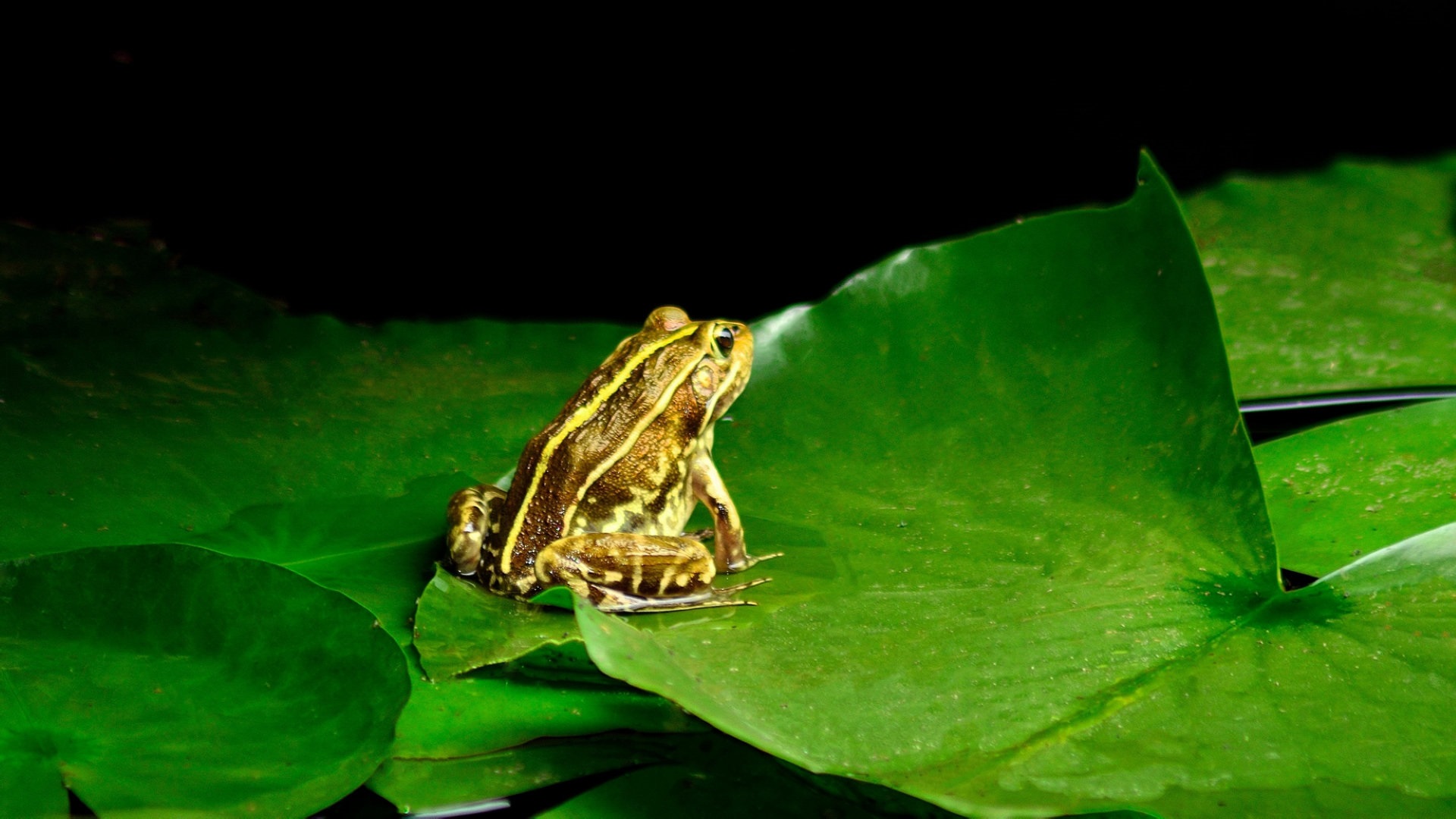 怎么区别林蛙蝌蚪和癞蛤蟆蝌蚪,林蛙蝌蚪变成林蛙的时候的过程