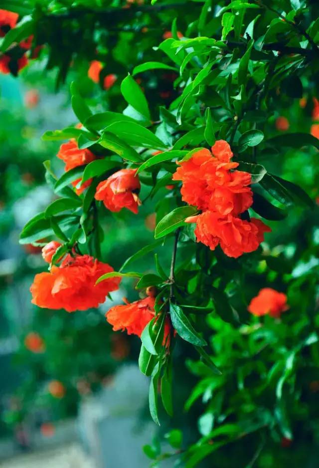 赏花时间表,赏花季节及图片