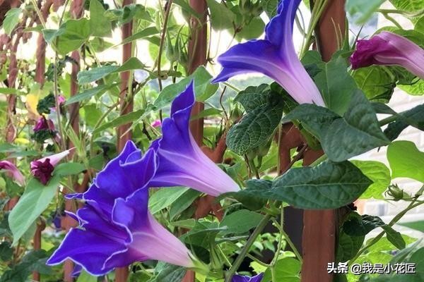 适合阳台种植的爬藤植物都有哪些,家庭阳台种什么爬藤植物比较好