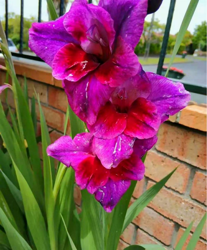 此花耐寒又耐热,此花号称红宝石