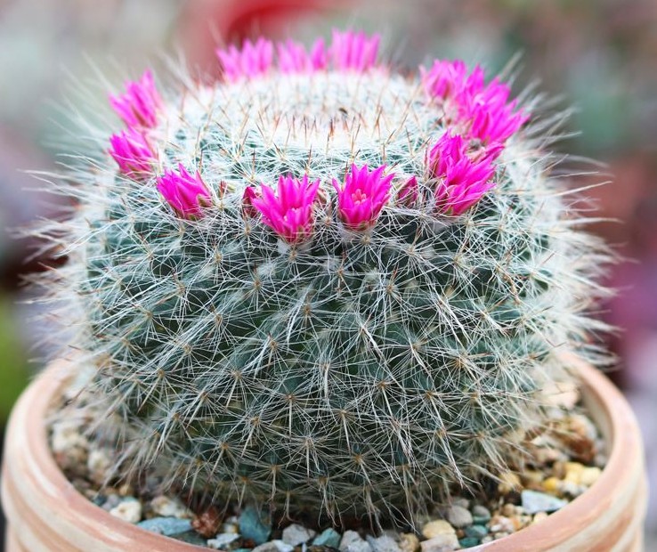 101个仙人球品种,101种仙人球开花图片