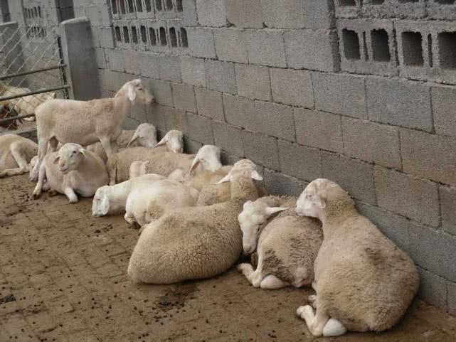 养殖成本才50元6个月即可出栏,养殖前景及价格