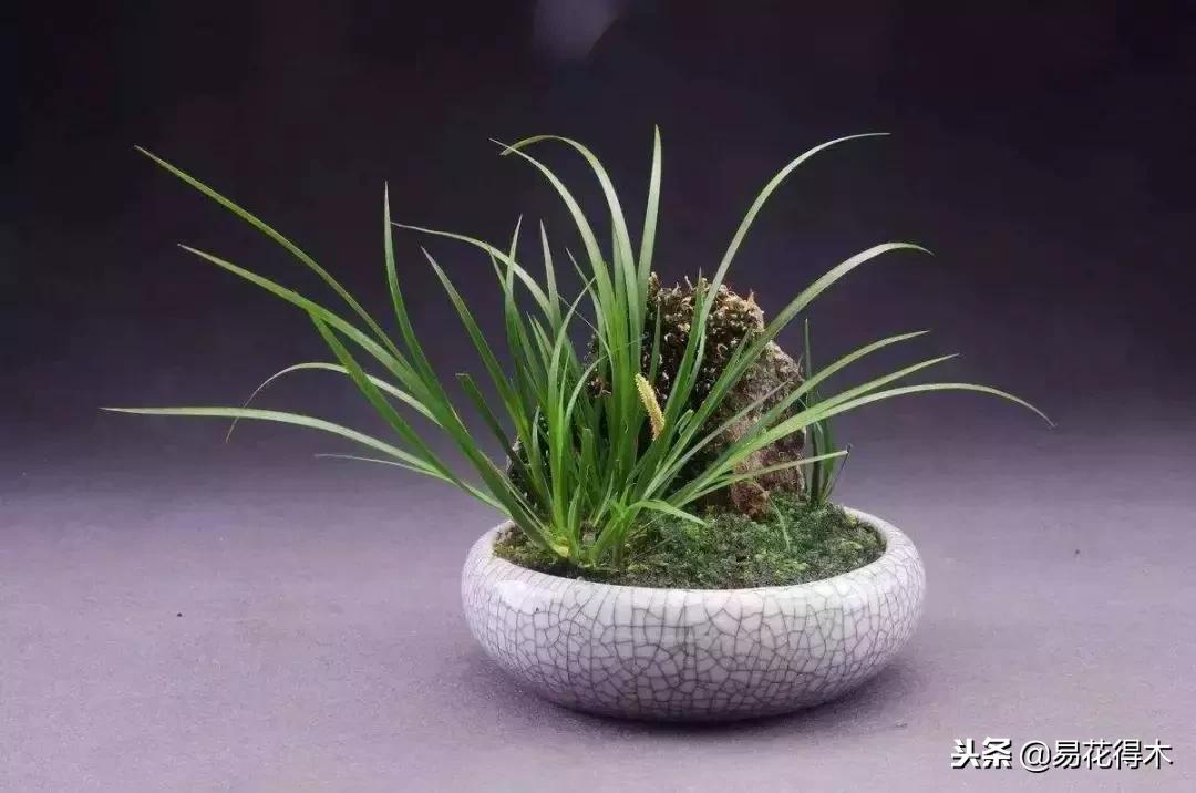 冬天菖蒲怎么养护过冬,菖蒲草冬季怎么养护