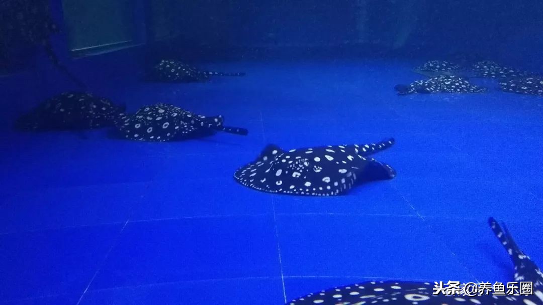 这位土豪家的渔场,光滤材就花了500多万,你确定不要见识一下?