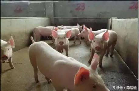 猪场驱虫的最佳方法,猪场体外驱虫用什么药