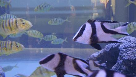 中国的火影忍者主题公园,火影忍者主题公园上海开园了吗