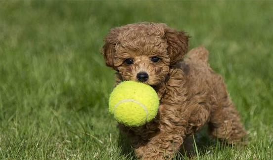 泰迪犬的六大缺点劝你最好别养,泰迪犬特殊的健康问题