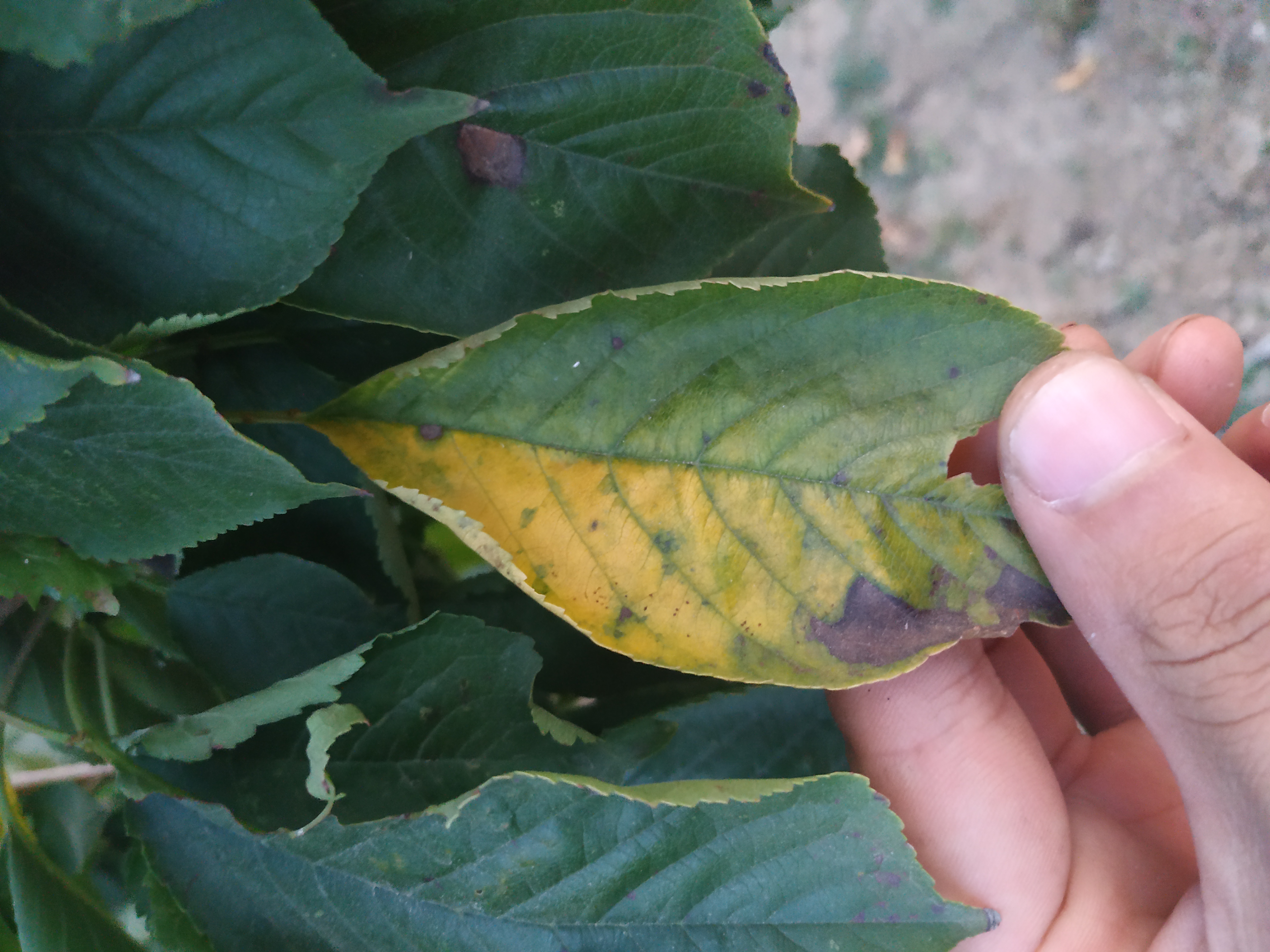 樱桃树几月落叶正常,樱桃树几月份落叶正常