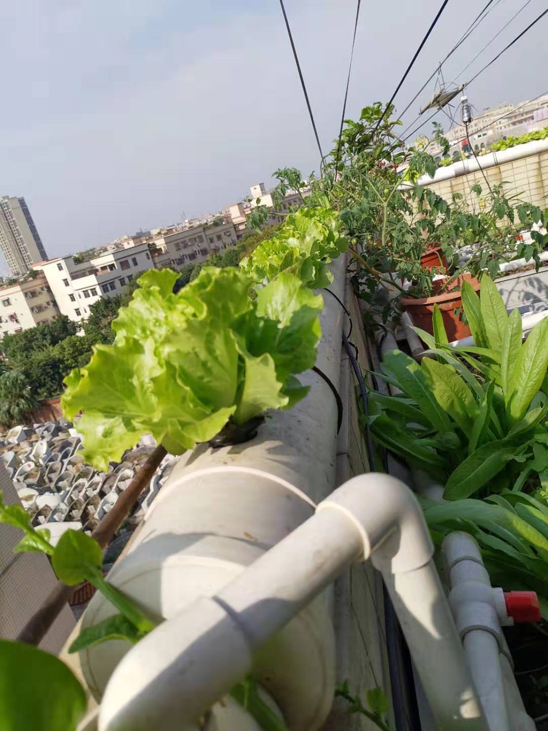 龟菜共生系统,龟菜共生图纸