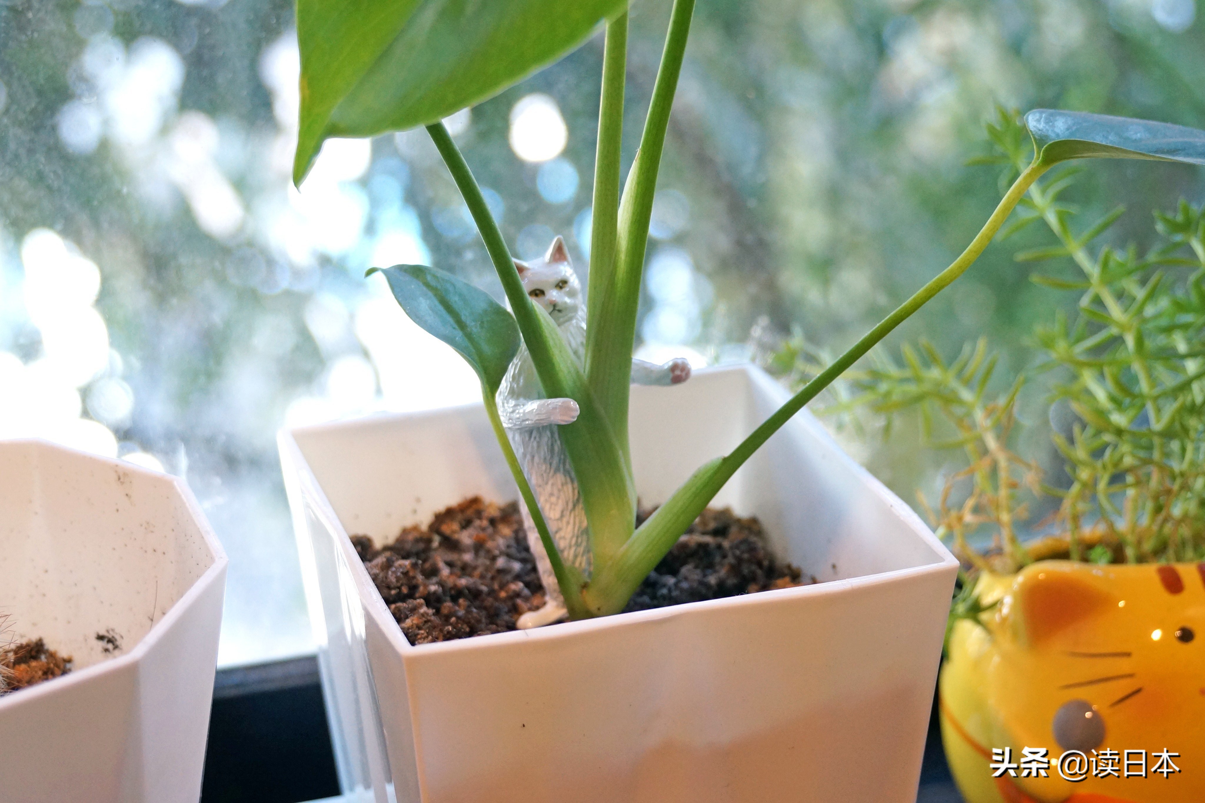 沙雕手办日本小哥,日本沙雕手办小哥