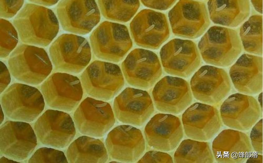 工蜂死亡前做的一件事，养蜂人恨到咬牙切齿，真相却很伟大