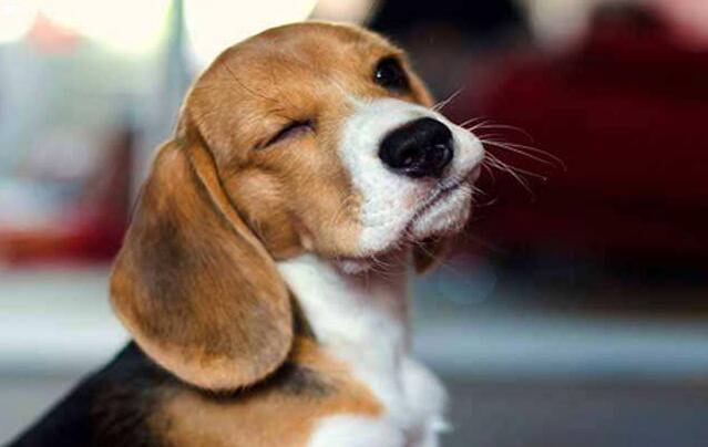 比格犬会害庄稼吗,比格犬有多聪明