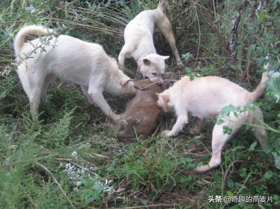 有种狗叫狼狗,小说有种猛犬叫九獒
