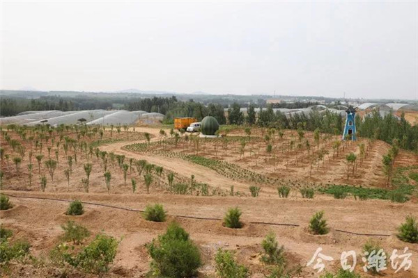 潍坊市乡村振兴方案,潍坊乡村振兴村庄项目