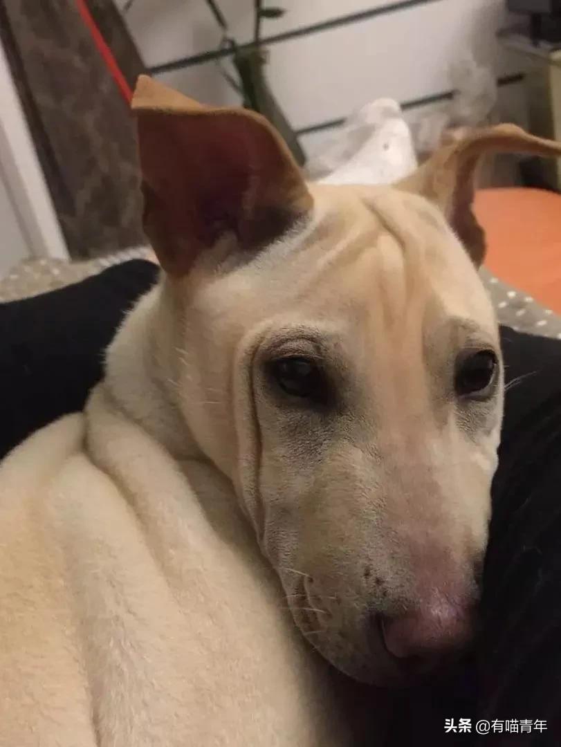 养猫应该如何起名,猫的名字越贱越好养活