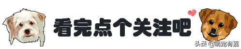 狗狗过敏的症状及治疗方法,对狗狗过敏有哪些症状怎么治疗