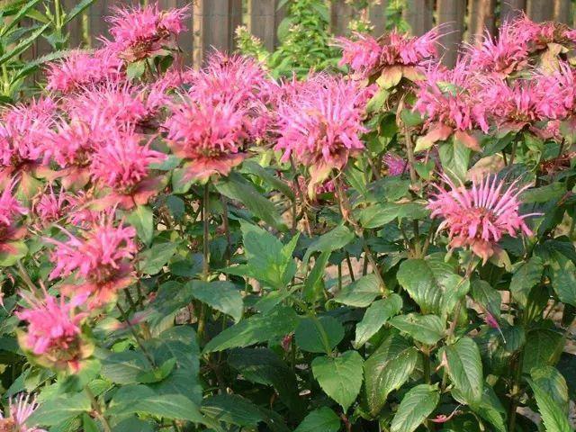 薄荷能开花的花种,什么薄荷开花最好