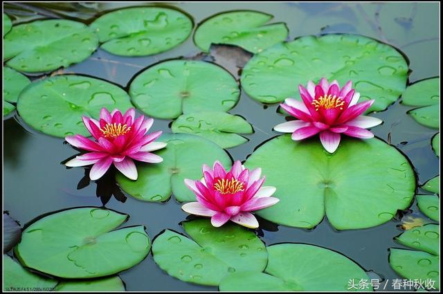 咏荷花古诗朗诵,古诗《荷花》诗句