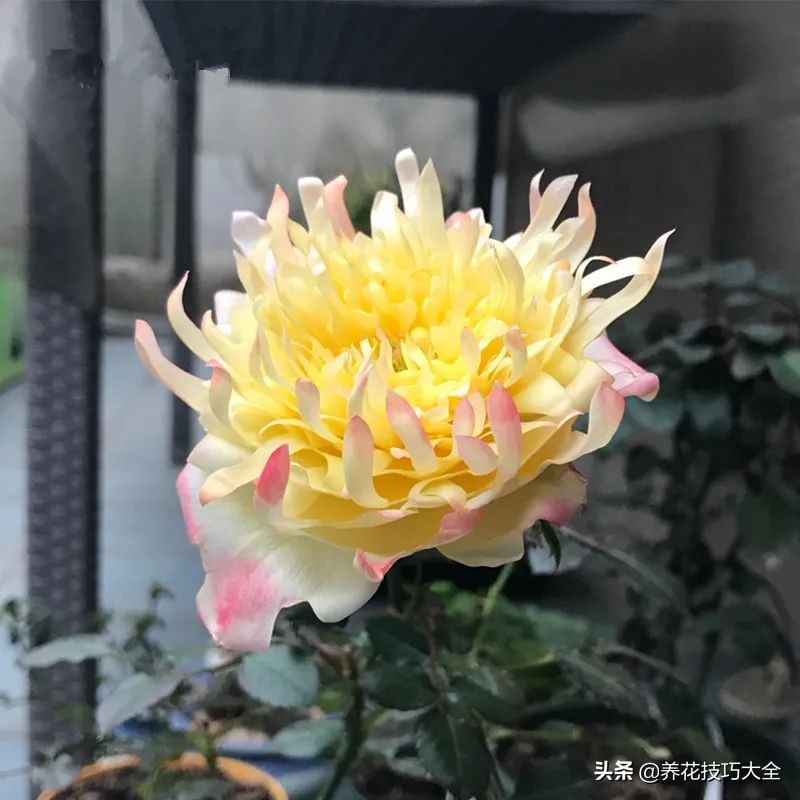 四季开花的月季又香又好养有几种,最漂亮10种盆栽月季