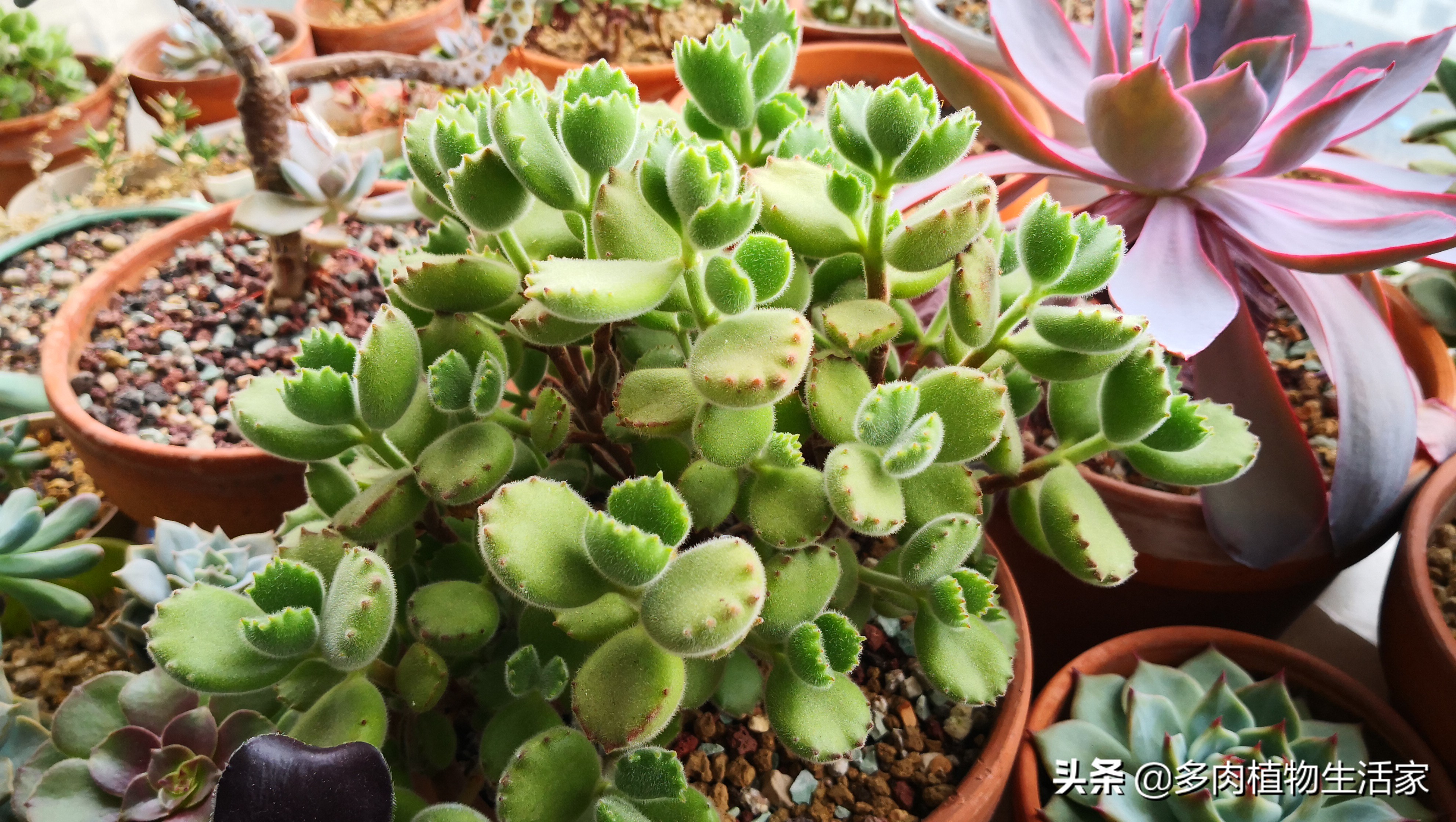 多肉经历寒冬酷暑迎来了春天,多肉经历了冬天的寒冷变得更美
