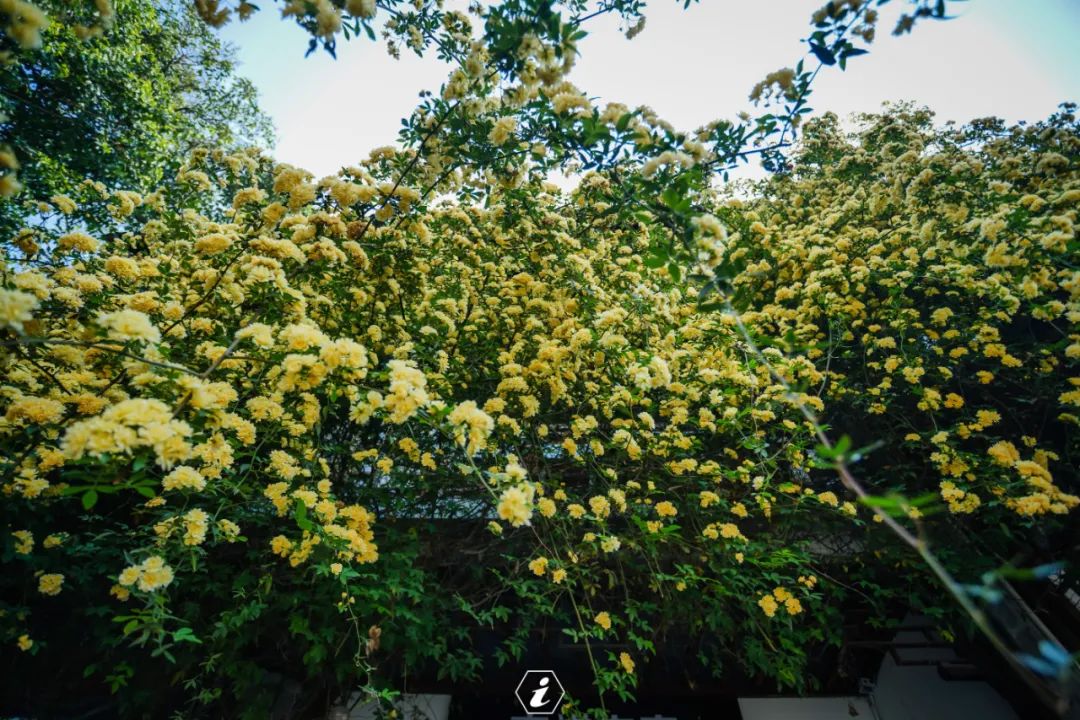 五一放假安排调整通知 (五一放假安排高速免费)