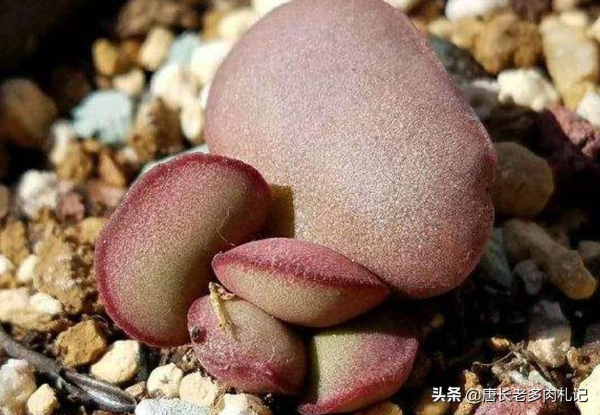 圆润可爱的多肉植物,圆嘟嘟的桃蛋多肉