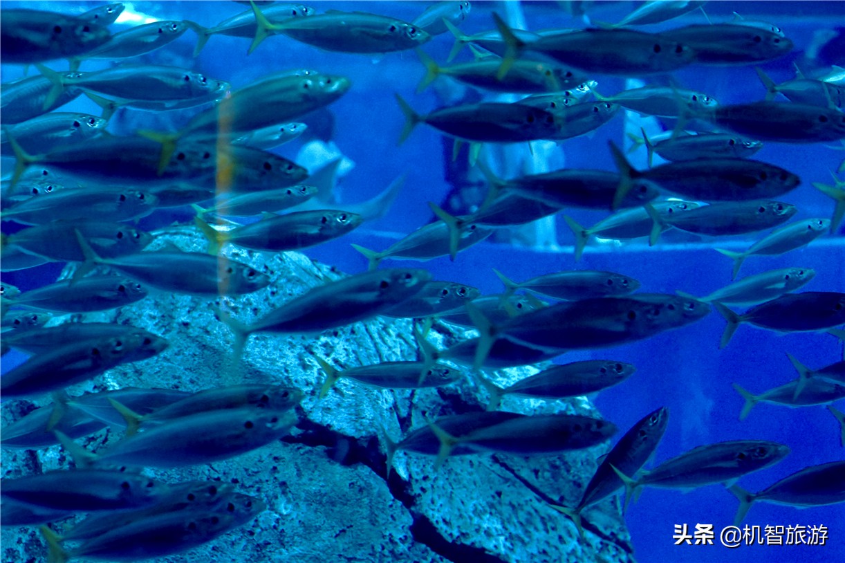 日照旅游住宿吃海鲜游玩攻略，这份吃住游玩详解人人必备