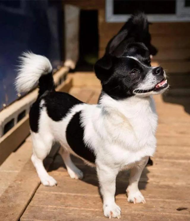 领养代替购买的意义,领养代替购买要给钱吗