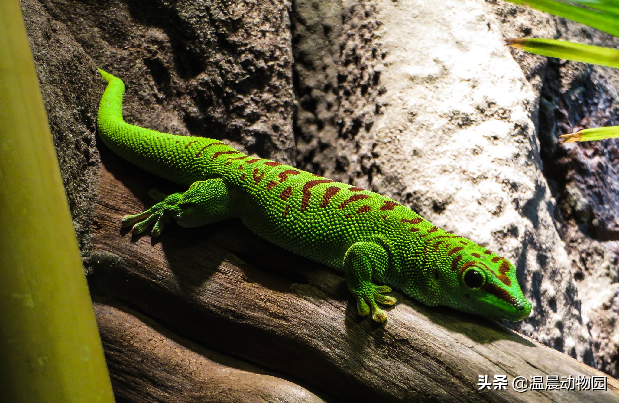 爬宠豹纹守宫怎么养,豹纹守宫繁育过程