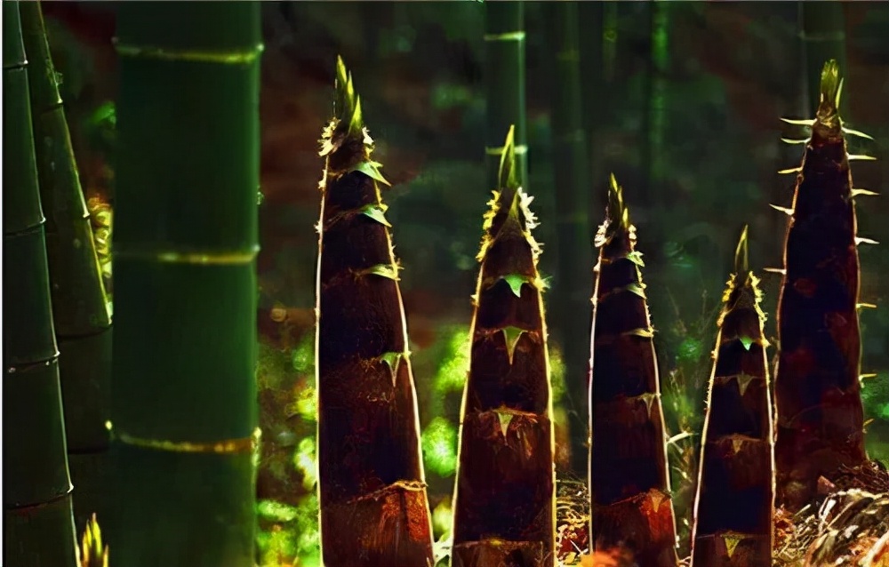 竹编技艺传承与现状,47年竹编技艺